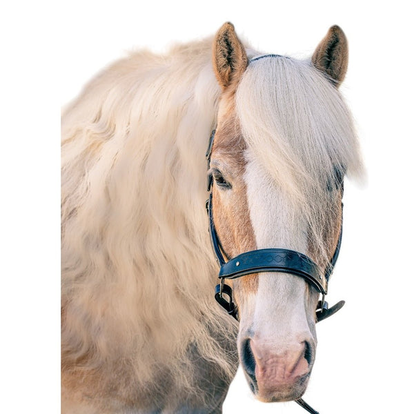 Royal Equestrian Pro Diamond Jog Leather Halter (licou en cuir)
