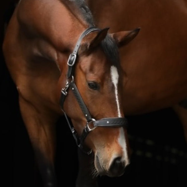 Royal Equestrian Pro Diamond Jog Leather Halter (licou en cuir)