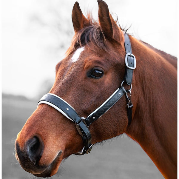 Royal Equestrian Pro Diamond Jog Leather Halter (licou en cuir)