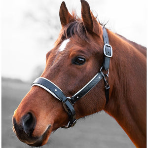 Royal Equestrian Pro Diamond Jog Leather Halter (licou en cuir)