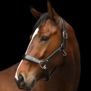 Royal Equestrian Pro Diamond Jog Leather Halter (licou en cuir)