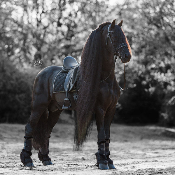 Royal Equestrian Lined Brushing Boots Black - Royal Equestrian