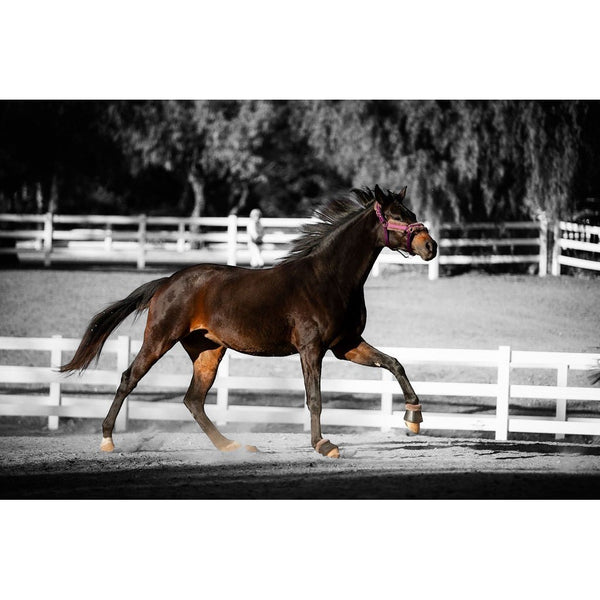 Royal Equestrian Fur Halter Purple Full